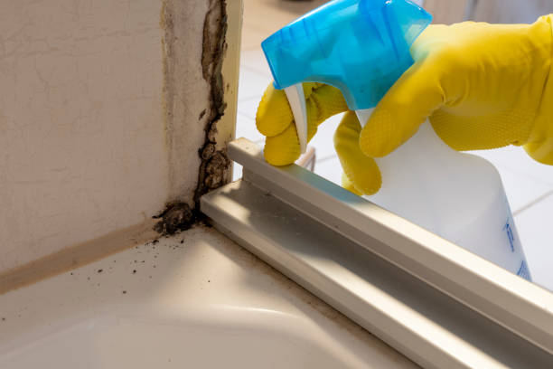 Best Mold Testing and Inspection Services in Vero Lake Estates, FL