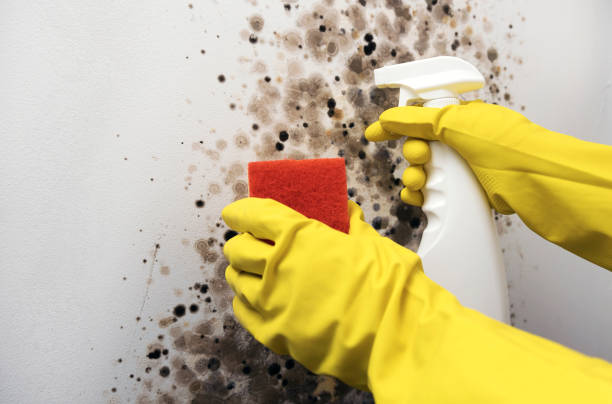 Best Post-Flood Mold Remediation in Vero Lake Estates, FL