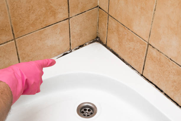 Best Basement Mold Remediation in Vero Lake Estates, FL